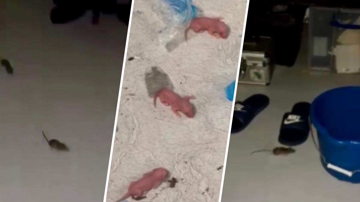 Muizen, ratten en insecten in azc, Utrechtse politiek bezorgd