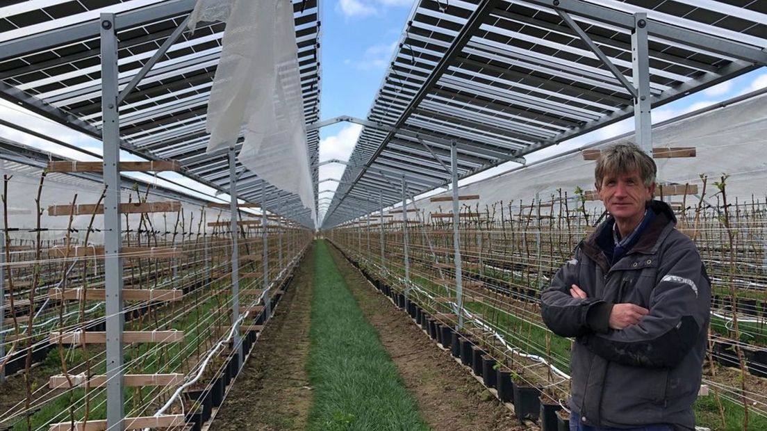 Babberich, zonnepanelen boven frambozen