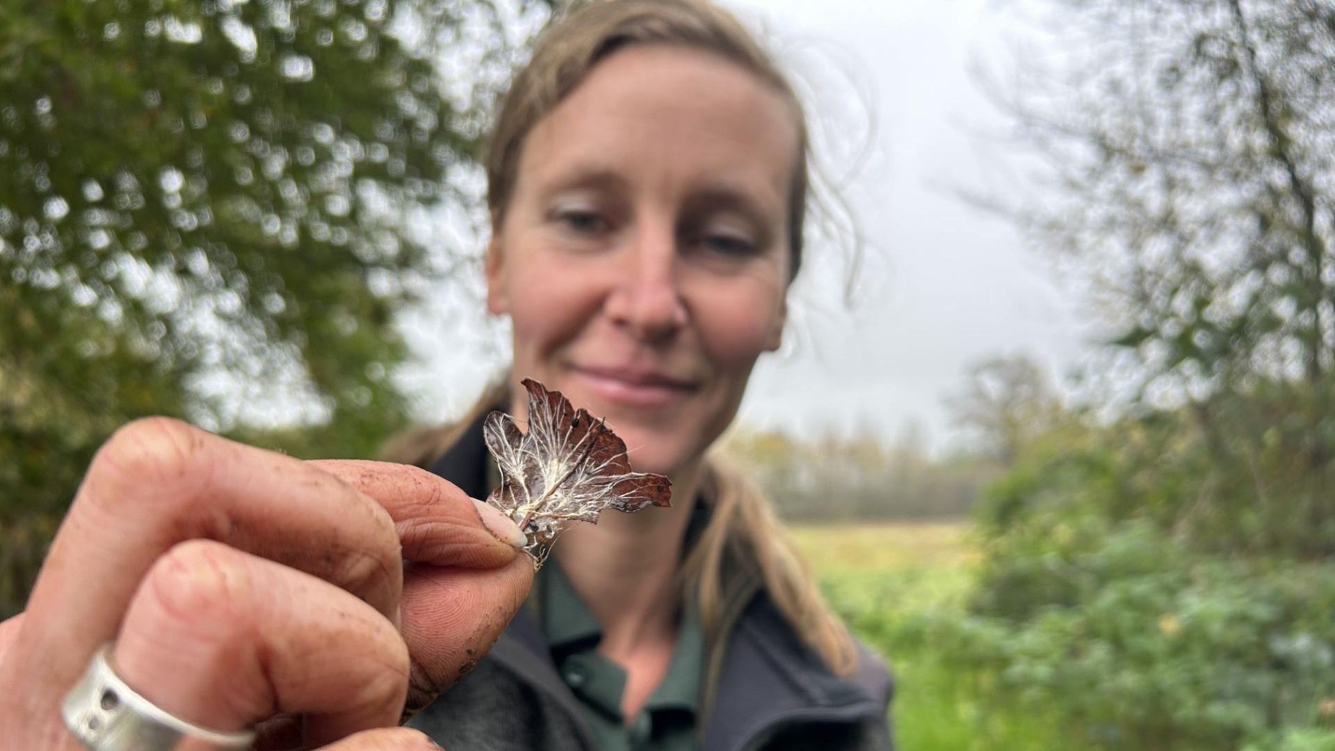 Springstaarten, platruggen, wat kruipt hier over de grond?