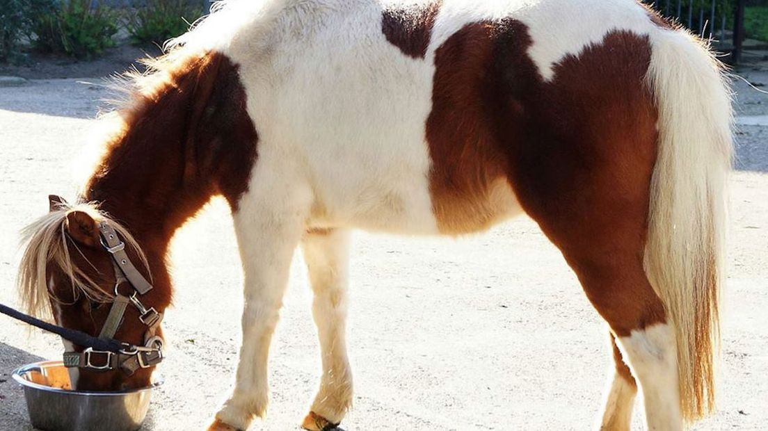 Signalement Maartje: bruin-witte pony, door haar wintervacht is ze wat voller dan op de foto