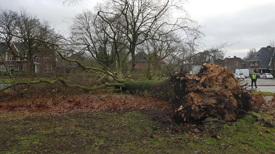 De omgevallen boom in Enschede