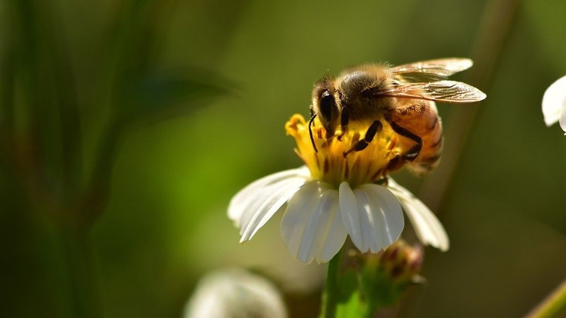 Bijen zijn onmisbaar in de fruitteelt
