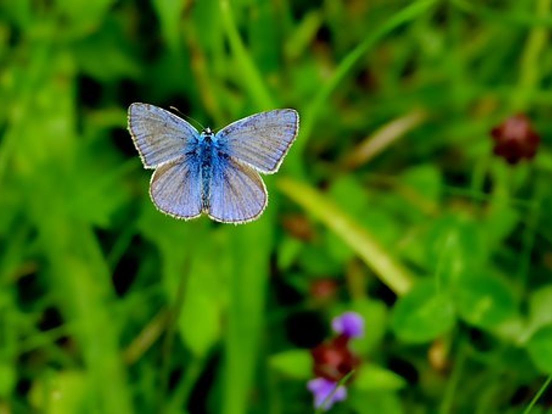 Boven de Vlinderidylle in Ouddorp vliegt een icarusblauwtje (Foto Pixabay)