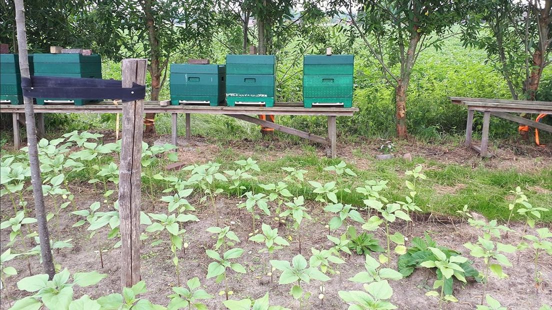 Acht bijenkasten gestolen bij bijenteeltbedrijf in Raalte
