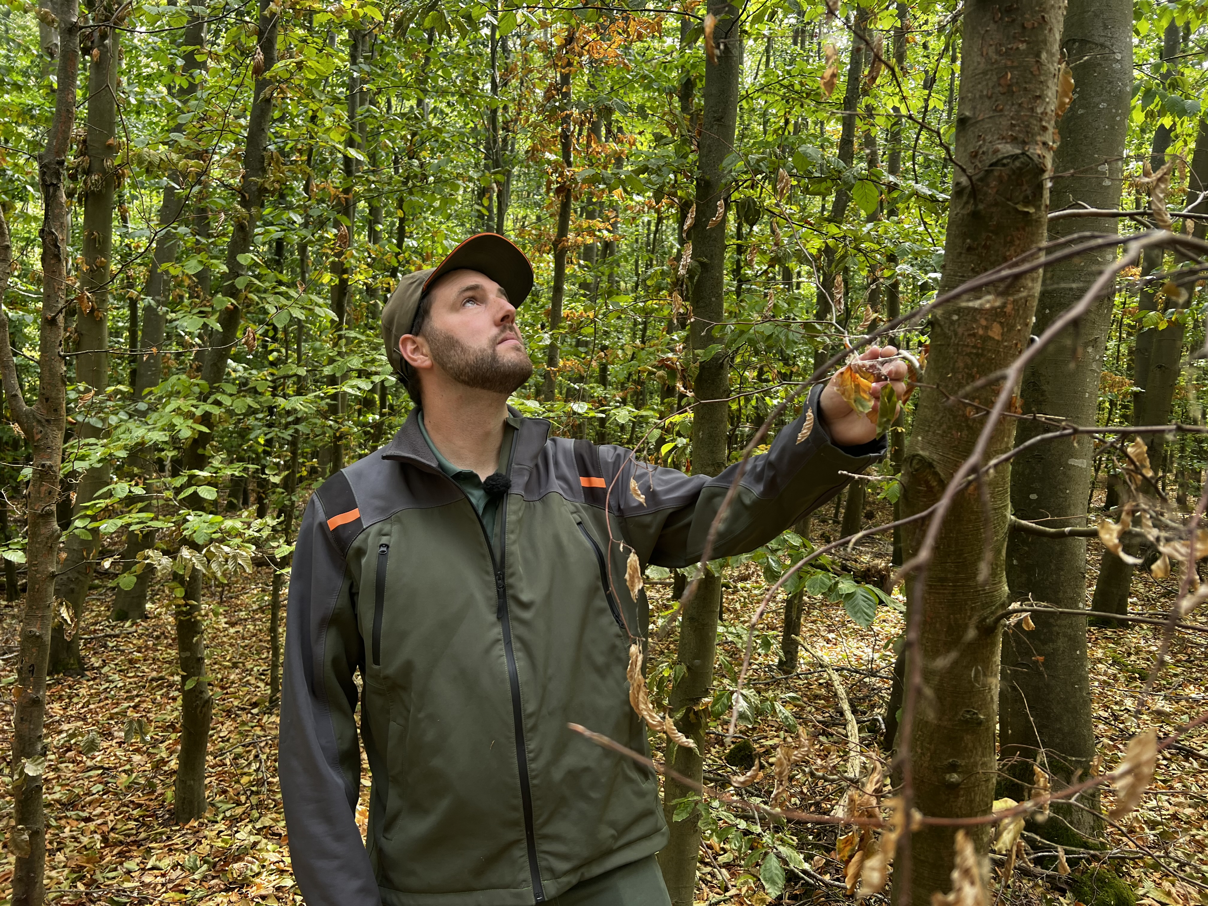 ‘Het lijkt bijna herfst’: bomen in de problemen door droogte