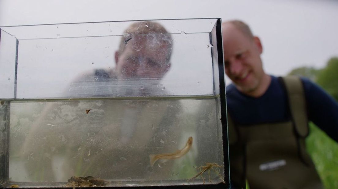 Soortenrijkdom in de Achterhoek ernstig bedreigd door vervuiling water