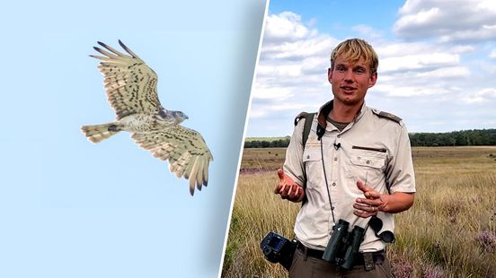 Deze zeldzame roofvogel slurpt slangen op in de lucht