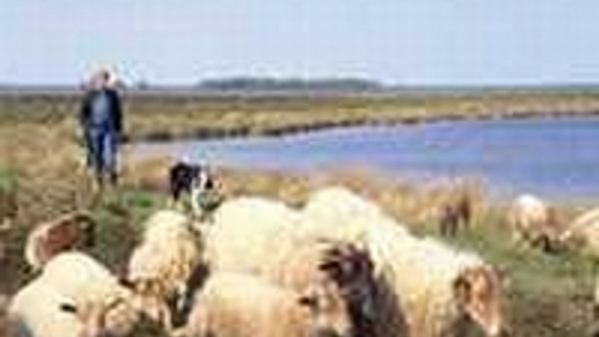 Herder in ziekenhuis door bliksem