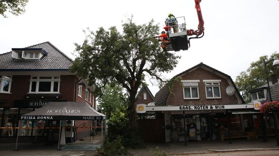 Brandweer verwijdert boom aan Koninginnelaan in Apeldoorn
