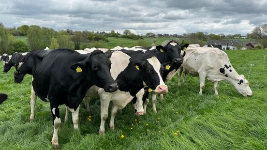 Rechter geeft provincie gelijk: boeren zonder natuurvergunning mogen gewoon doorwerken Home