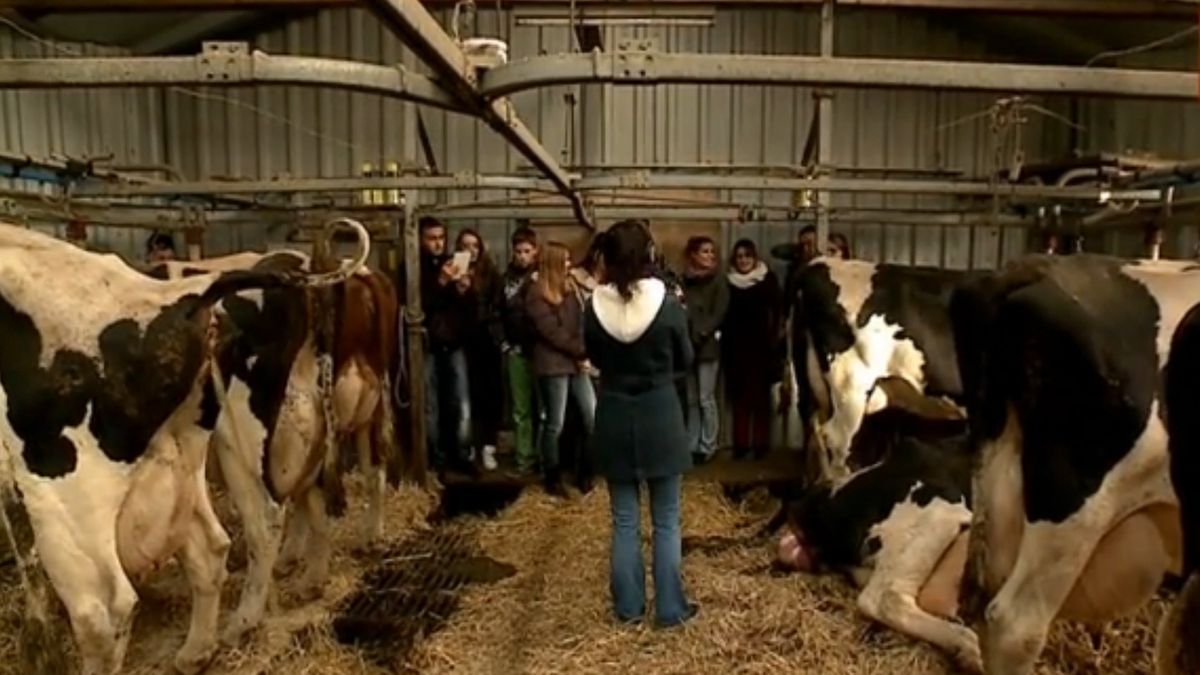 Randstadjeugd: leuk om een koe van dichtbij te zien