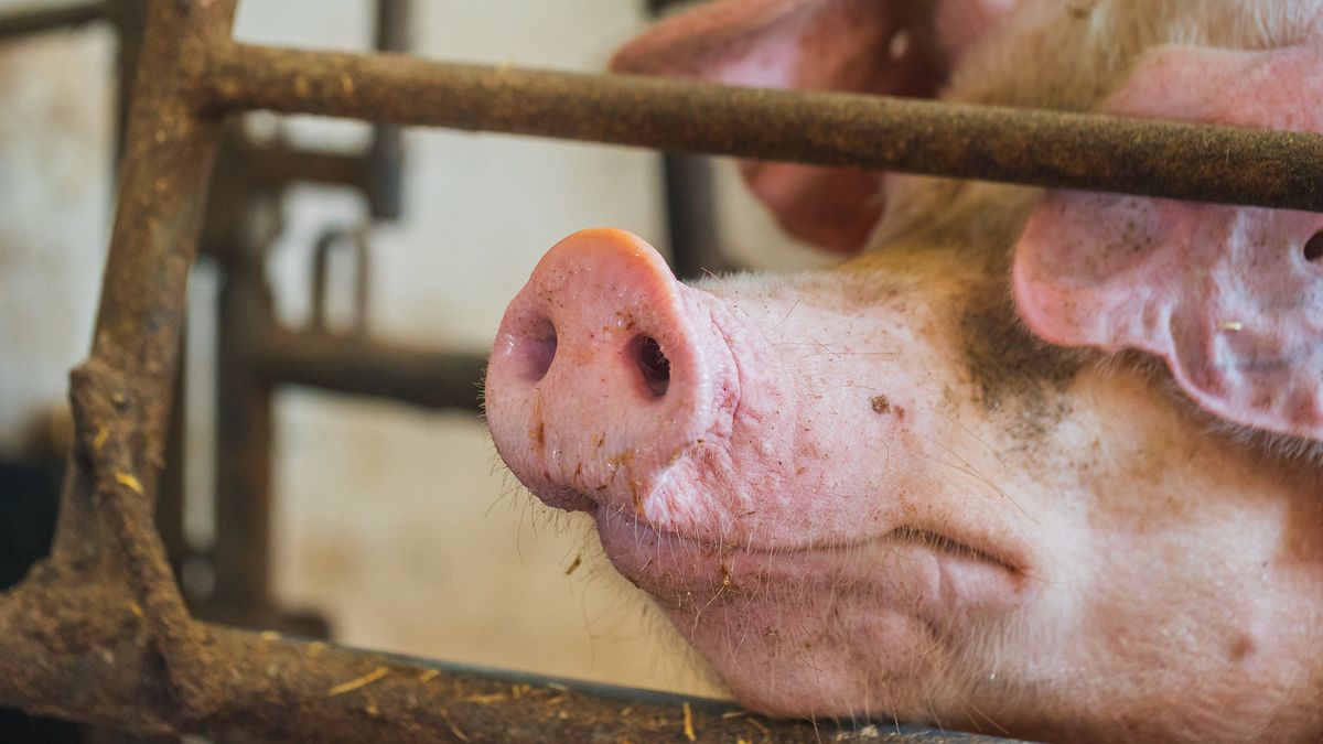 Boer filmt hoe zijn varken Knorrie verkracht wordt door zijn date