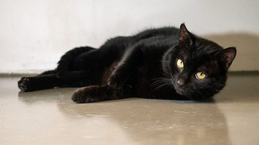 Leon uit de opvang van de Dierenambulance
