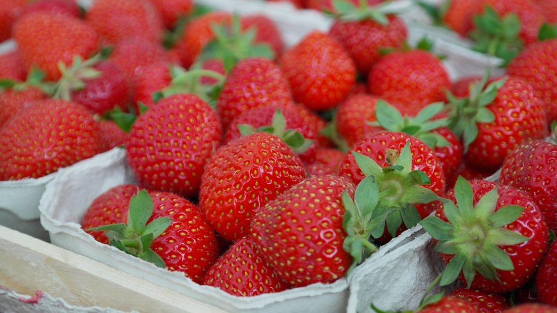 Het is nog de vraag hoeveel van de dertigduizend aardbeienplantjes van aardbeienkweker Erik van der Vinne de vorst overleven. (Rechten: Pixabay.com)