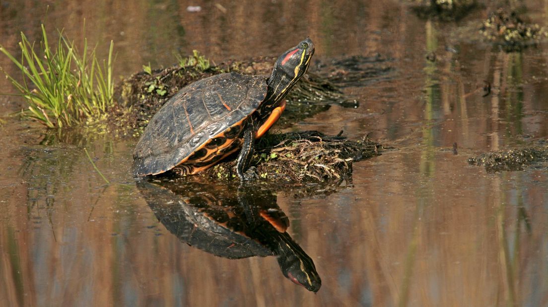 Een roodwangschildpad in Reeuwijk