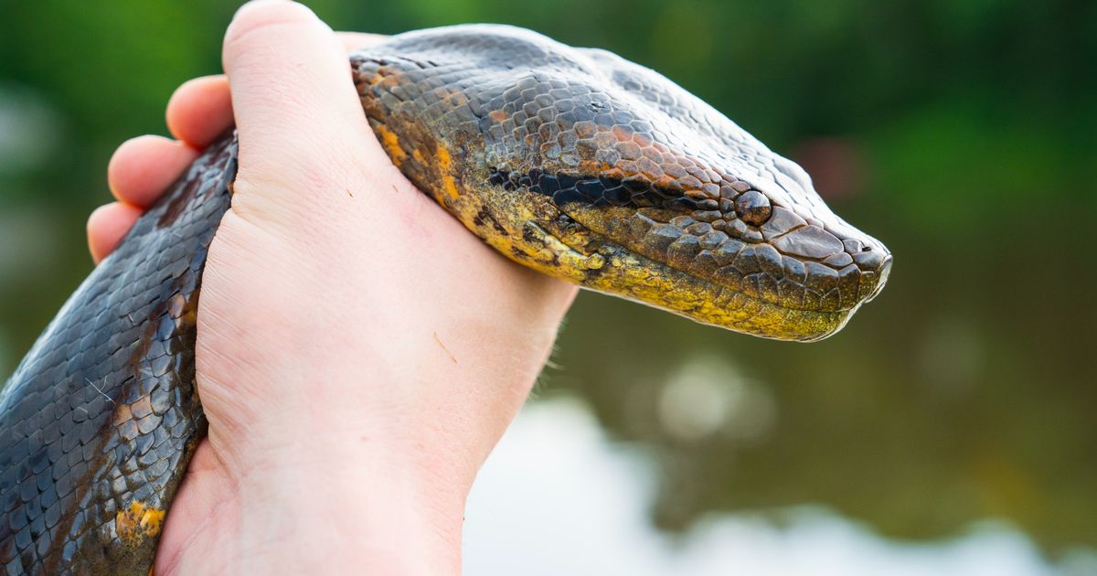 Freek Vonk krijgt overlijdensbericht ontdekte reuzenslang: 'Hoe ziek