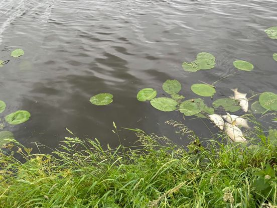 250 dode vissen in Hollandsche IJssel bij Oudewater