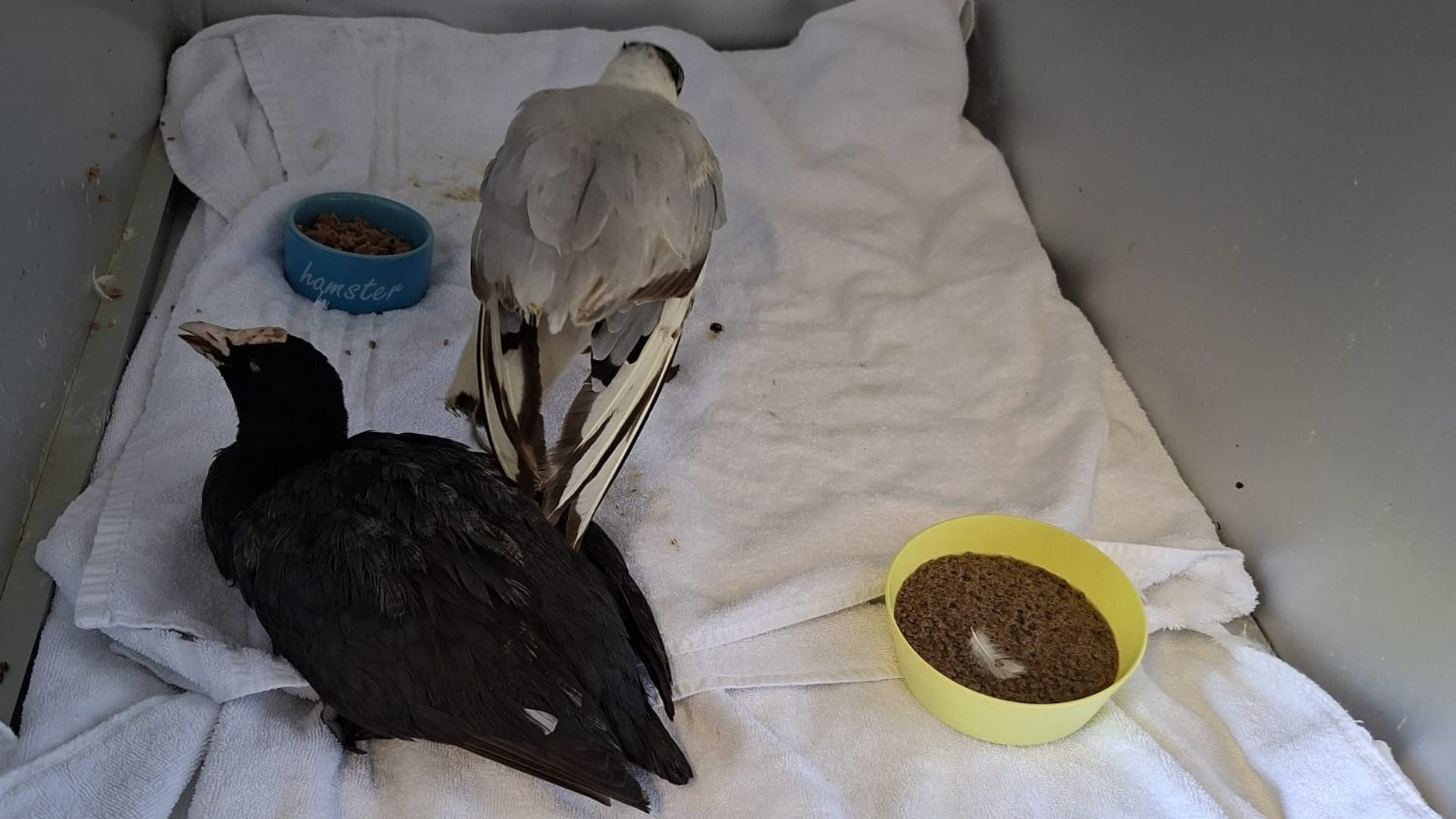 Dierenambulance in Vijfheerenlanden waarschuwt voor botulisme