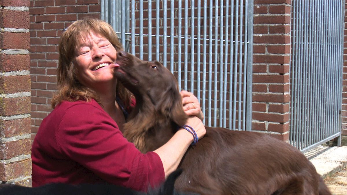 Ina Assen laat voor haar werk honden uit: 