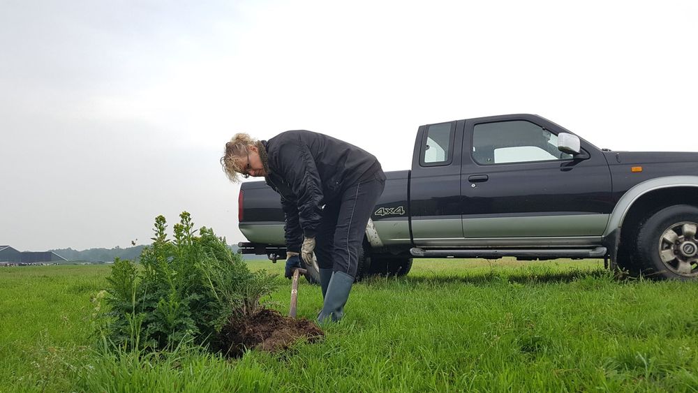 Jakobskruiskruid is de sluipmoordenaar van koeien - RTV Drenthe