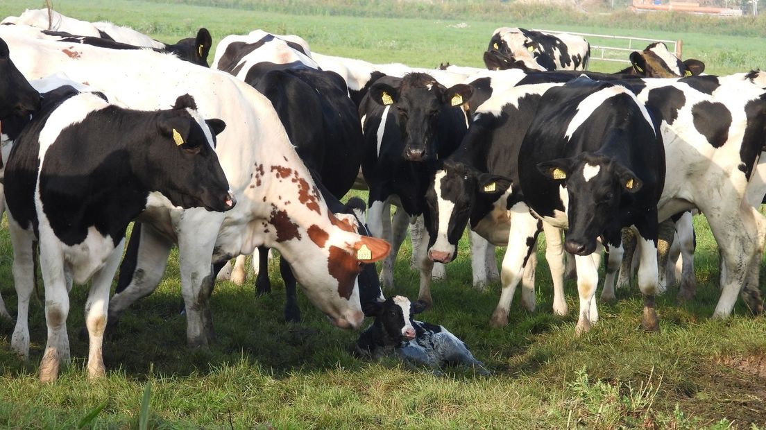 Alle koeien besnuffelen het natte kalf