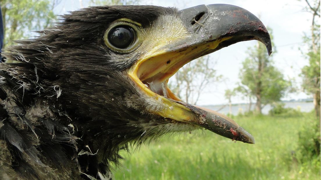 Zeeuwse 'natuuriconen' krijgen 150.000 euro subsidie