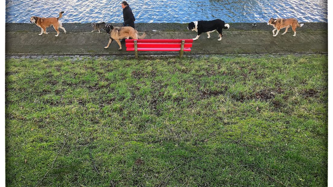 Het heeft onder water gestaan, er is op gezoend en geruzied. Het leven van een rood stadsbankje is nooit saai. Culemborger Theo Dersjant merkte het op tijdens zijn rondje lopen met de hond en legde zeven jaar lang de activiteiten rondom het bankje vast.