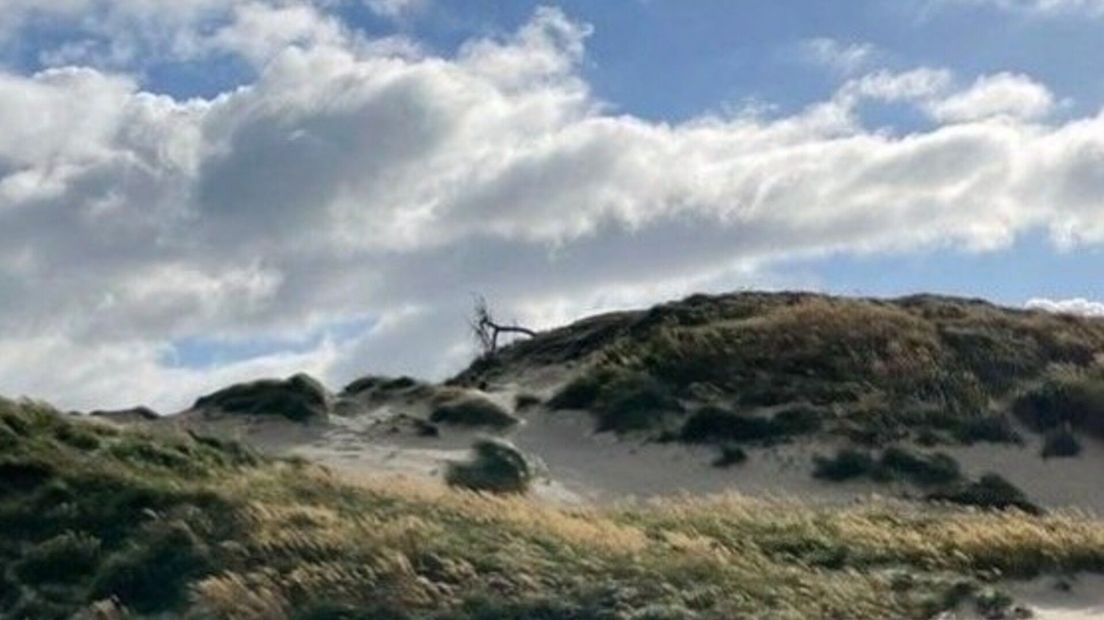 Boswachter Marijke Lieman zag vanochtend dat het boompje is omgewaaid