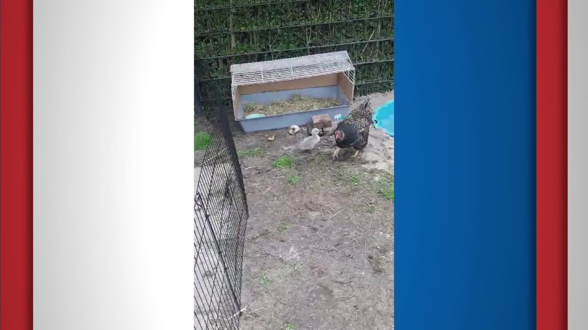 Dit swannepykje wurdt yn Aldeboarn grutbrocht by de hinnen