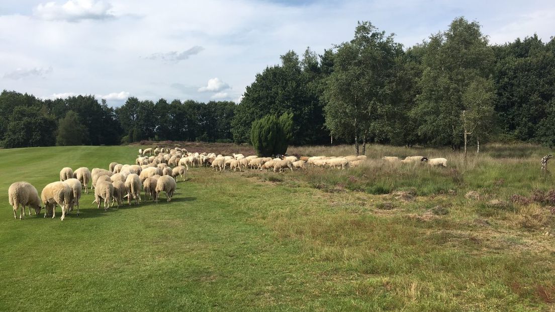 De schapen hebben meer dan genoeg te eten in Aalden (Rechten: RTV Drenthe/Ineke Kemper)