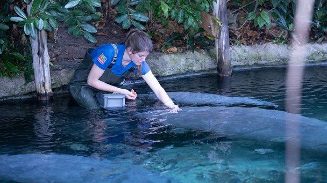 Indra Saft met zeekoeien in Burgers' Zoo