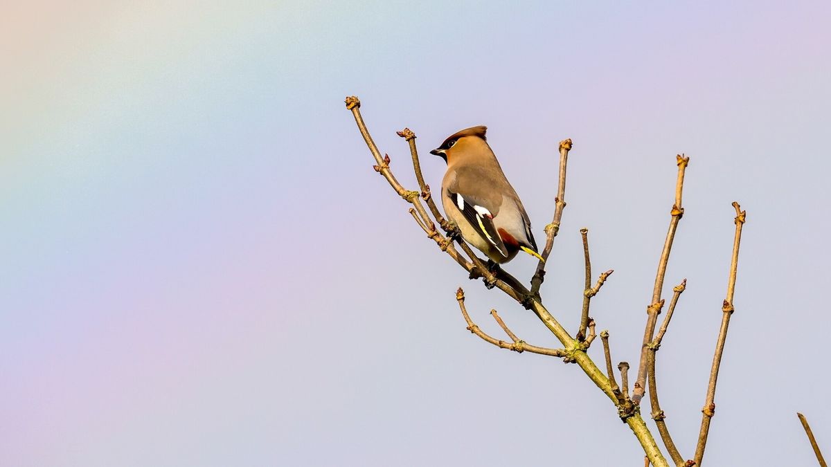 VIDEO: Bijzonder vogeltje strijkt neer in Leeuwarder wijk Camminghaburen