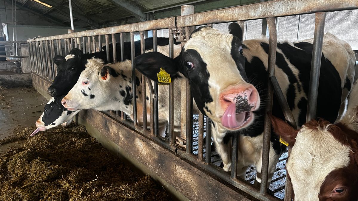 Laagvliegende helikopters in Zeeland is slecht nieuws voor de koeien en paarden: 'Het wordt een rode