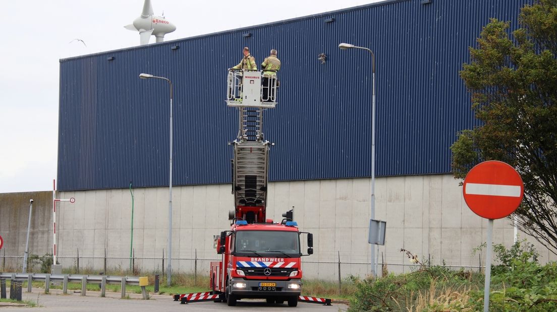 Brandweer rukt uit voor meeuw die vastzit in gevel van bedrijfspand