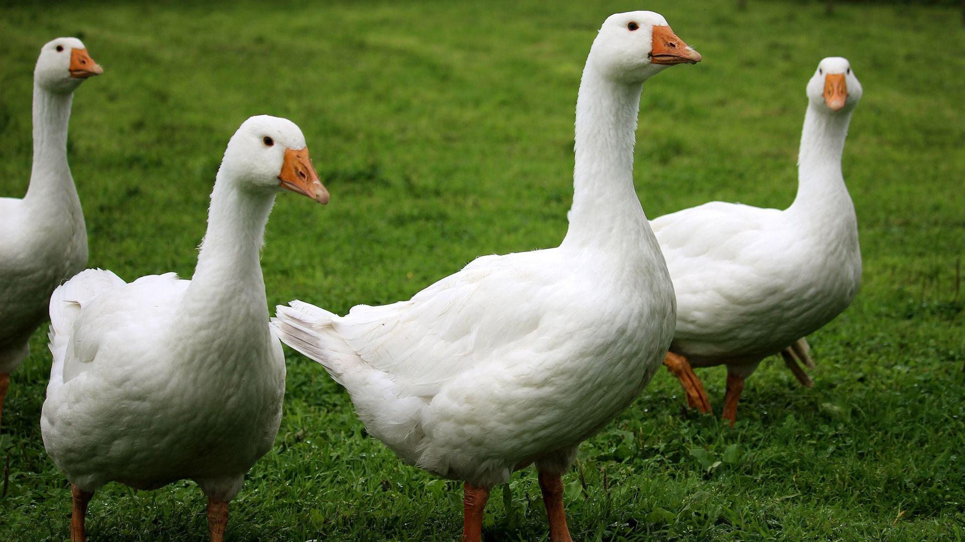 Vogelgriep vastgesteld bij hobbyhouder in Winterswijk.