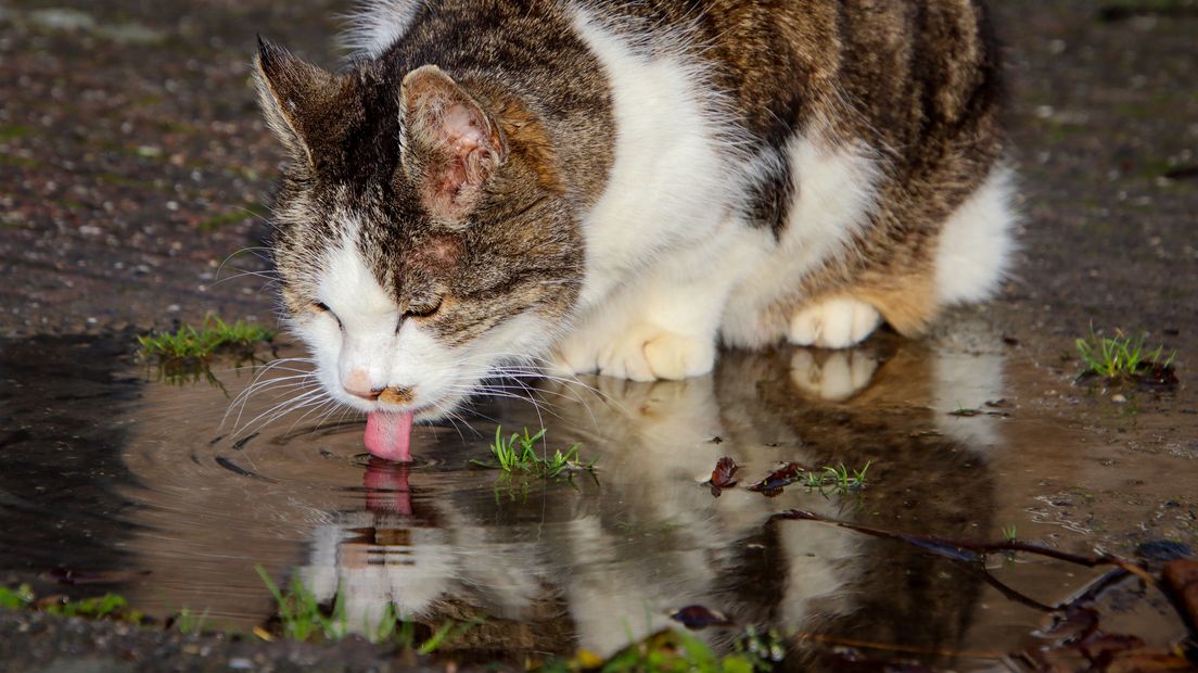 Kat drinkt regenwater in het zonnetje