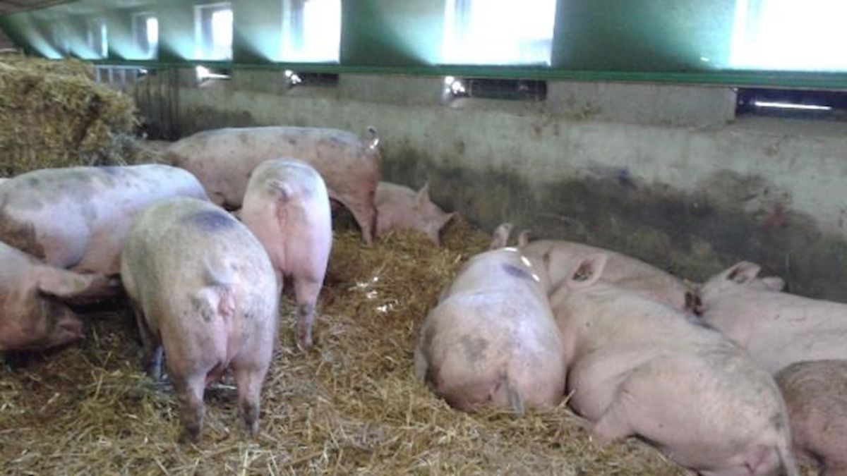 Varkensboer uit Mariënheem moet ook tweede stal ontruimen