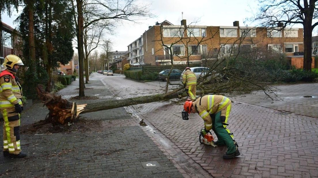 Boom omgevallen in Zwolle