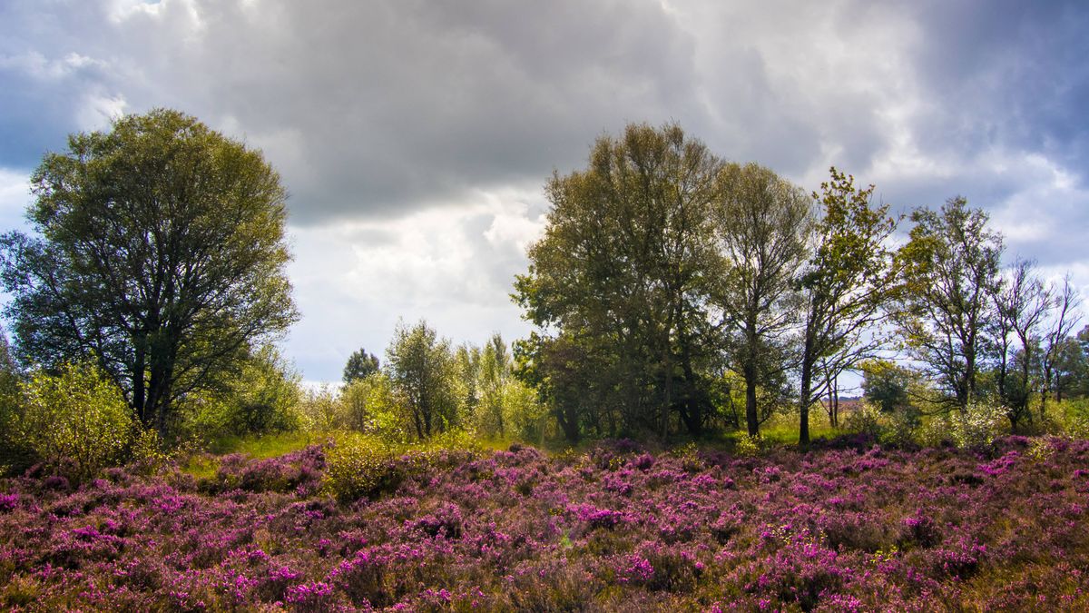 Boswachter: 'Ik had nooit verwacht dat de natuur nu op omvallen zou staan'