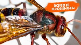 Rondje Groningen: de hoornaar komt eraan