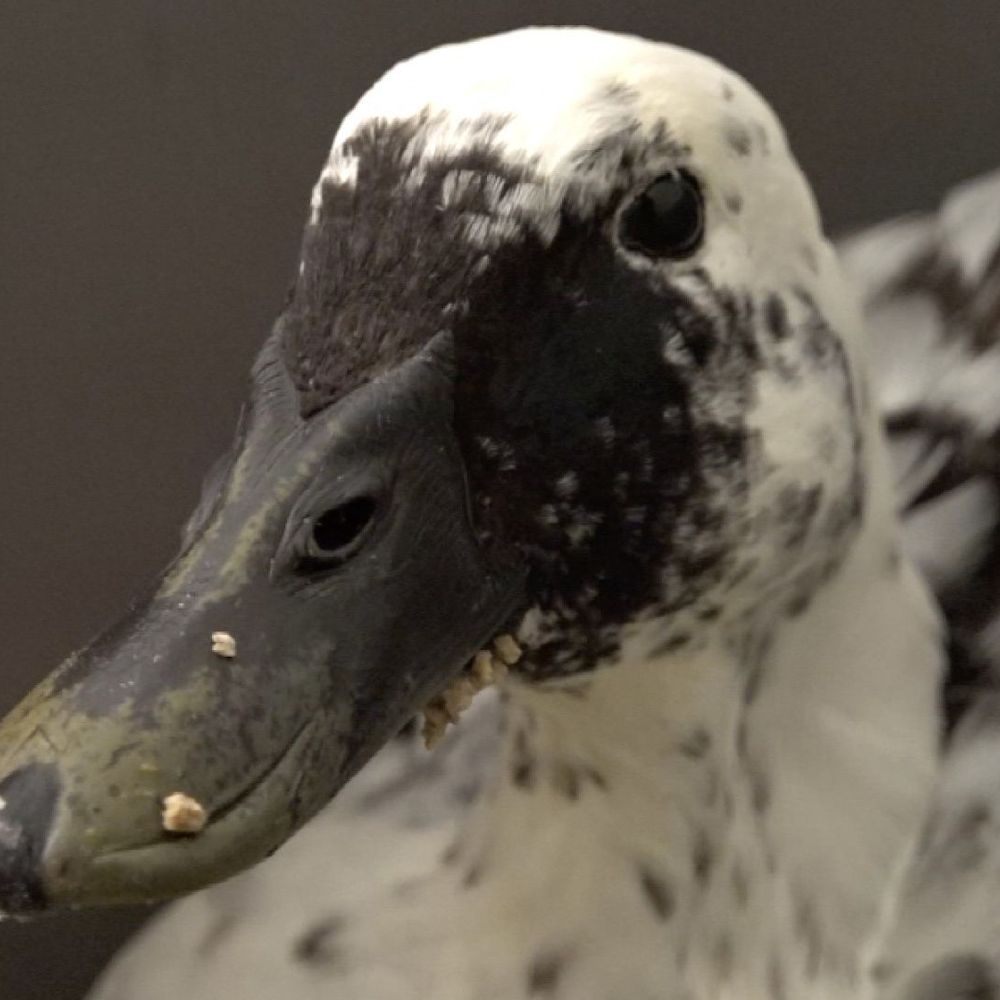 Jachtseizoen geopend: hazen, wilde eenden en fazanten vogelvrij - RTV