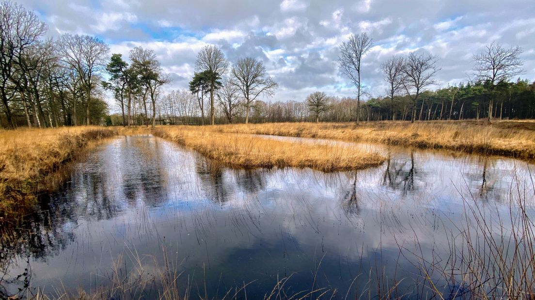 De Achterhoek moet meer en meer een bloemenparadijs worden waar orchideeën, klokjesgentiaan en andere zeldzame planten groeien. Om dit te bereiken is in natuurgebied Beekvliet bij Barchem een groot natuurherstelproject bezig.