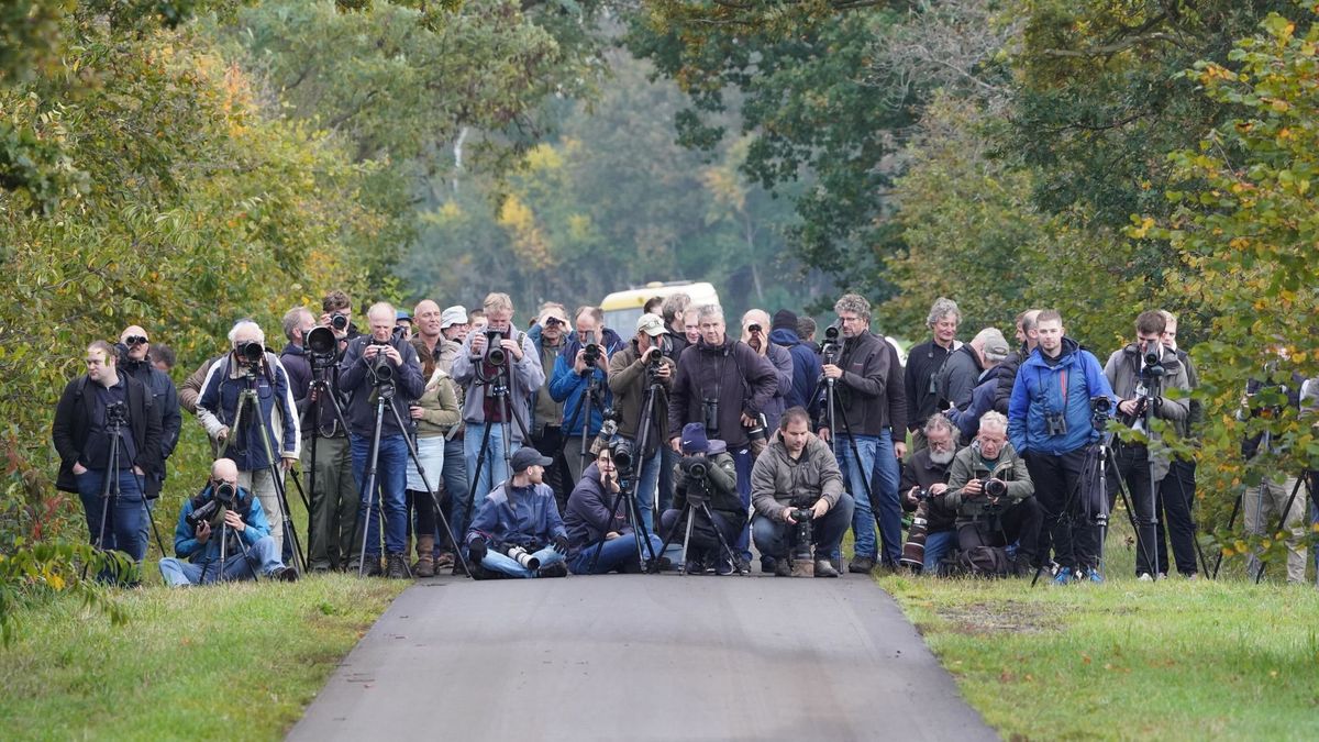 Zeer zeldzame vogel brengt massa vogelspotters op de been in Bunne