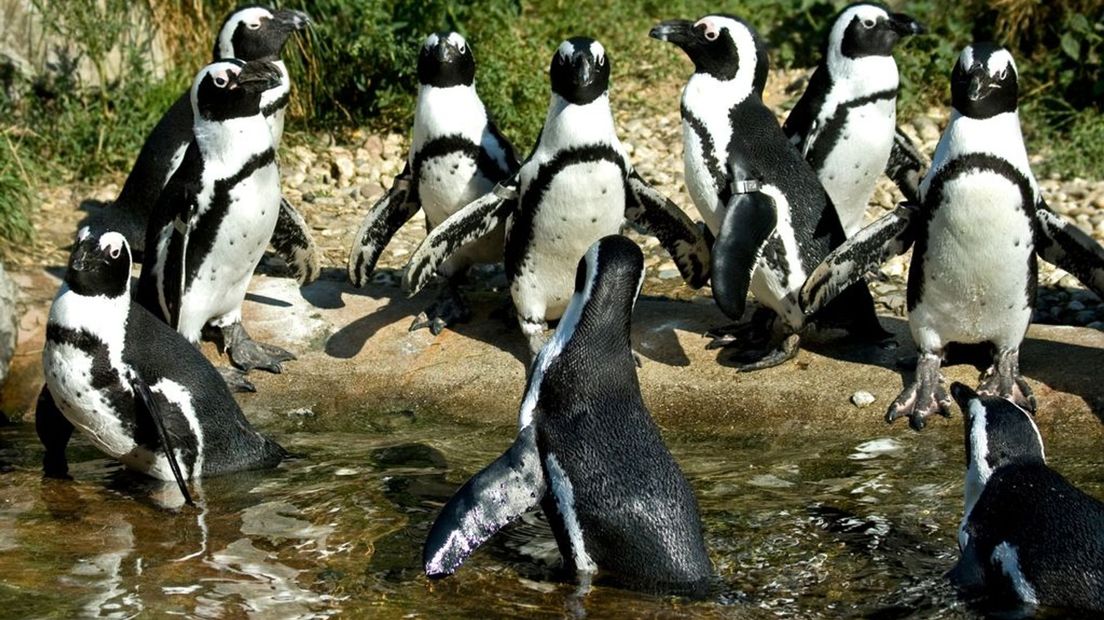 De wilde vossen in Burgers' Zoo lusten best een pinquïn