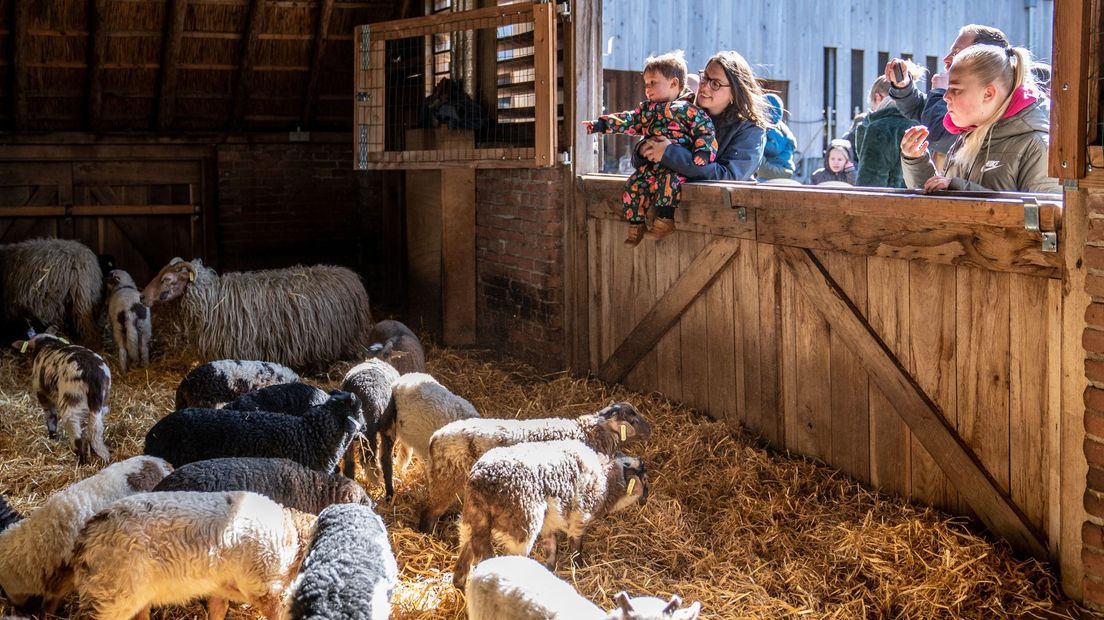 Lammetjesdag in Ruinen