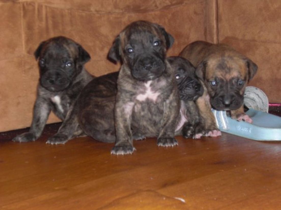 puppies.cropresize.tmp.JPG