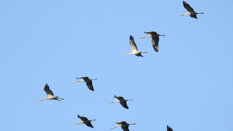 Steeds meer kraanvogels dansen en broeden hier - Omroep Gelderland