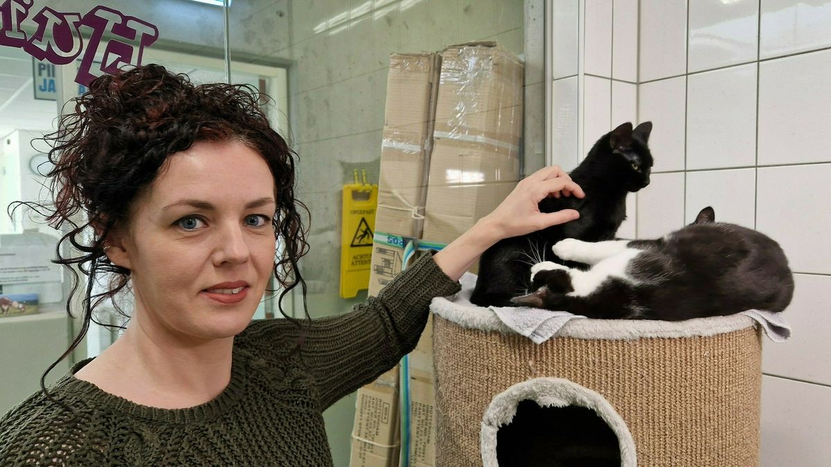 Ziek huisdier vaker gedumpt in asiel: dierenarts wordt te duur