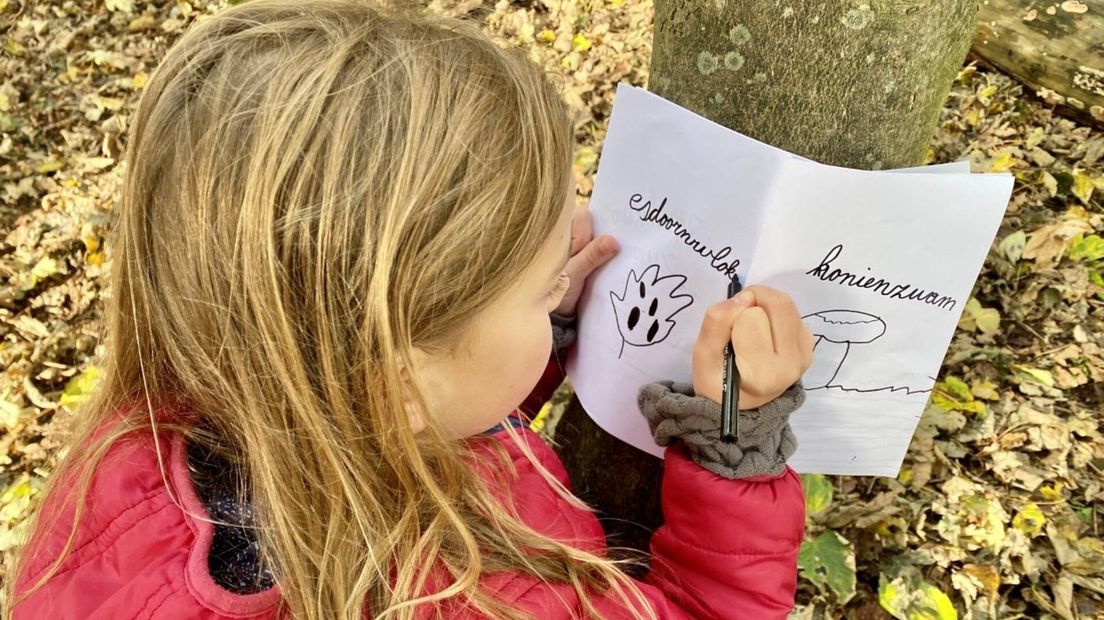 Paddenstoelen zoeken