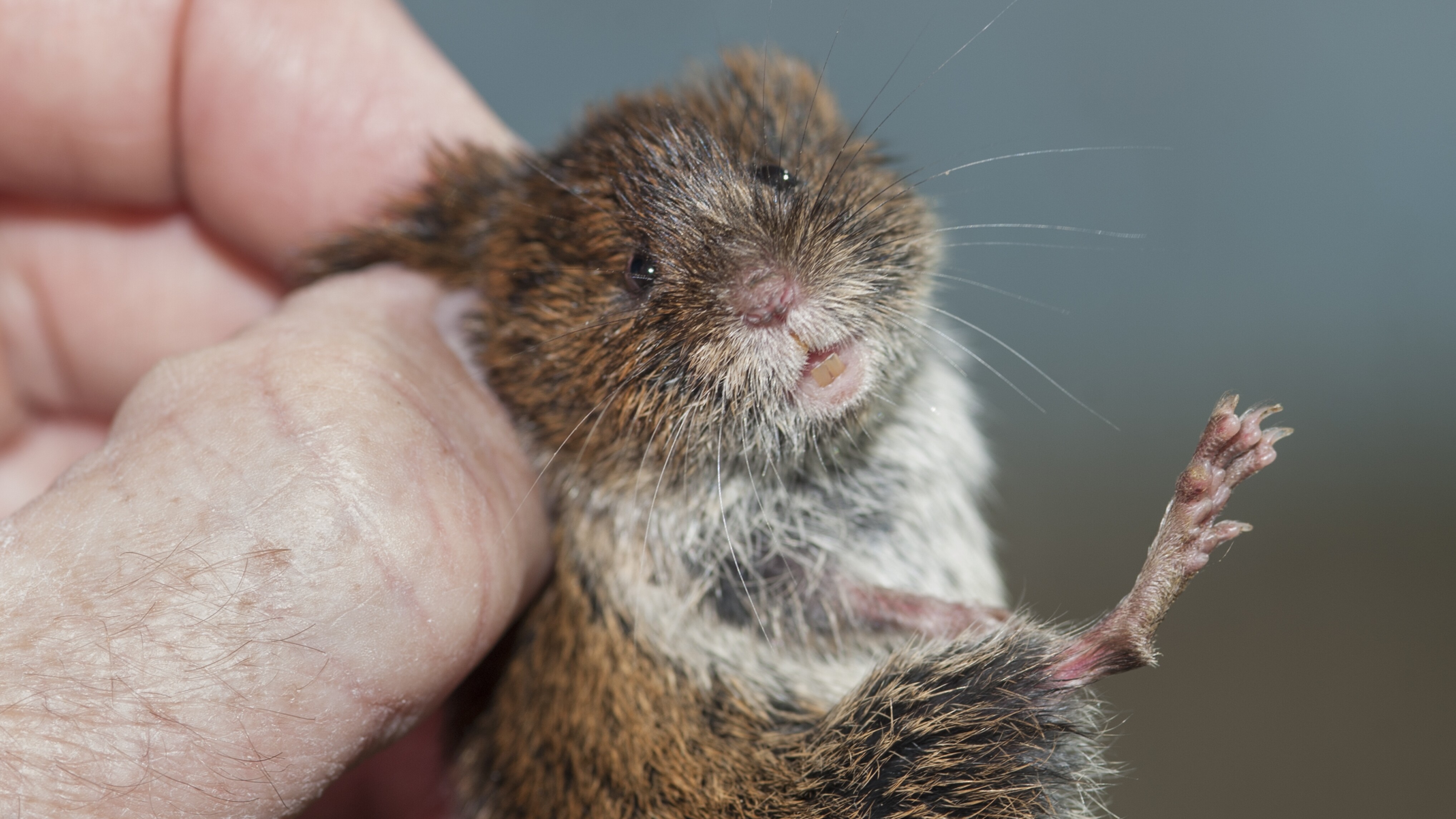 Een woelmuis (archiefbeeld, niet een van de daders)